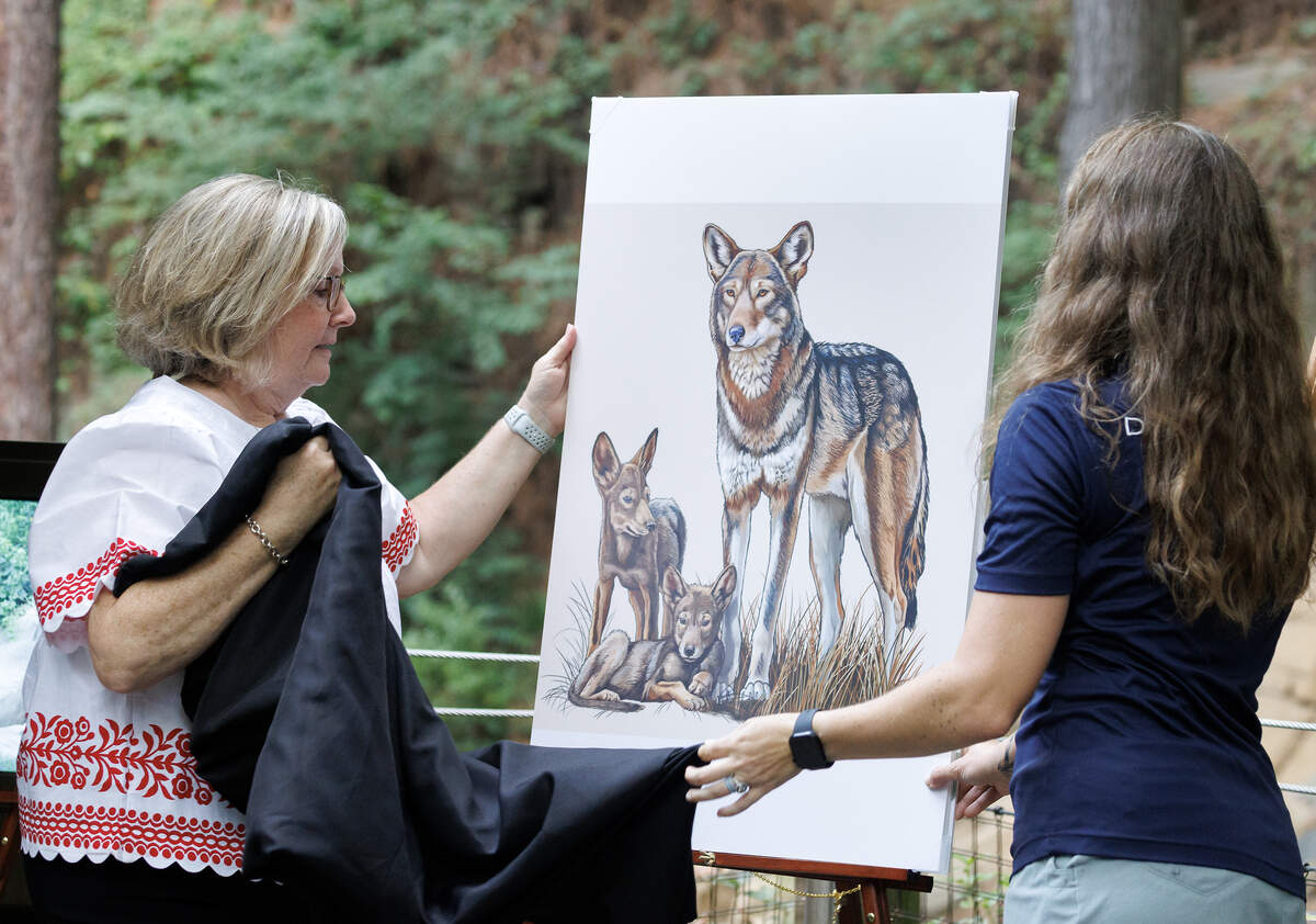 Kim Wheeler and Heather Clarkson unveil the red wolf specialty license plate artwork during a ceremony at the Museum of Life and Science on Wednesday, June 24, 2026, in Durham, N.C.