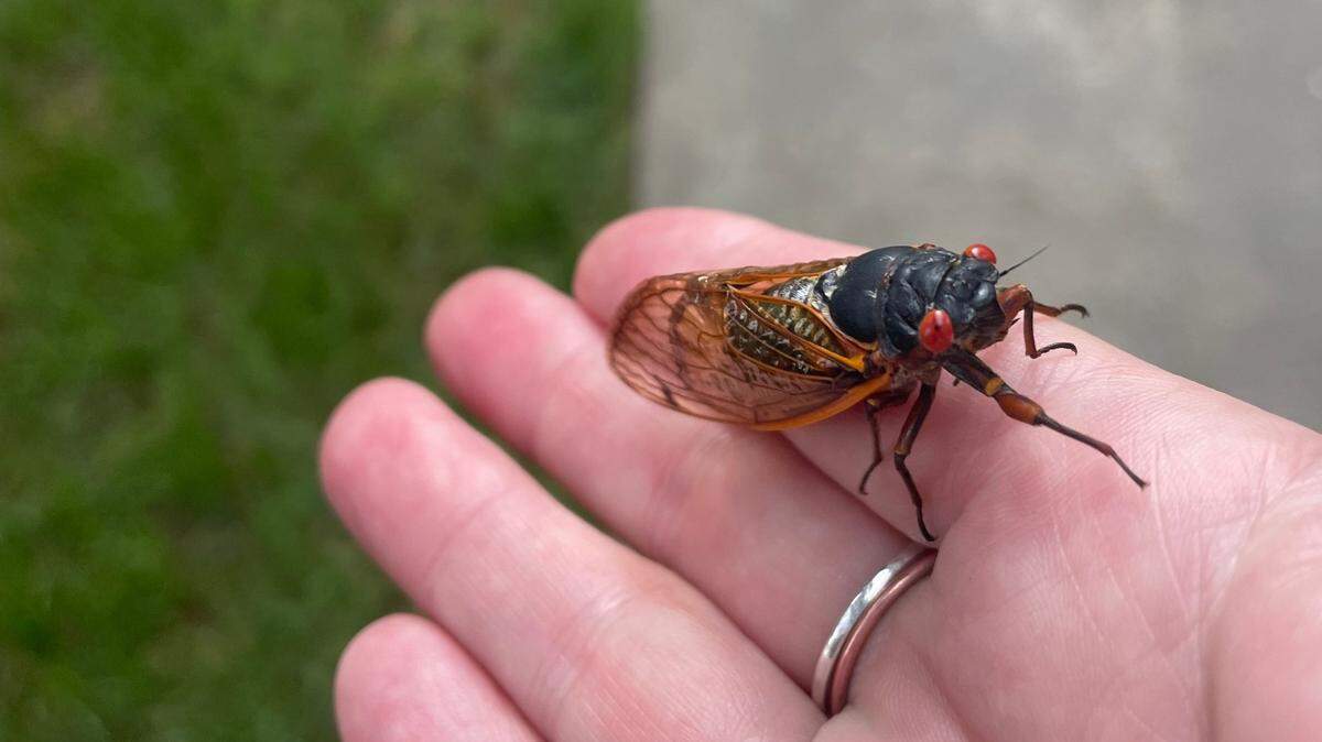 A periodical cicada from Brood XIX found outside Gross Hall on the Duke University Campus May 8, 2024. Researchers say cicadas are the only insects known to pee in a jet stream.
