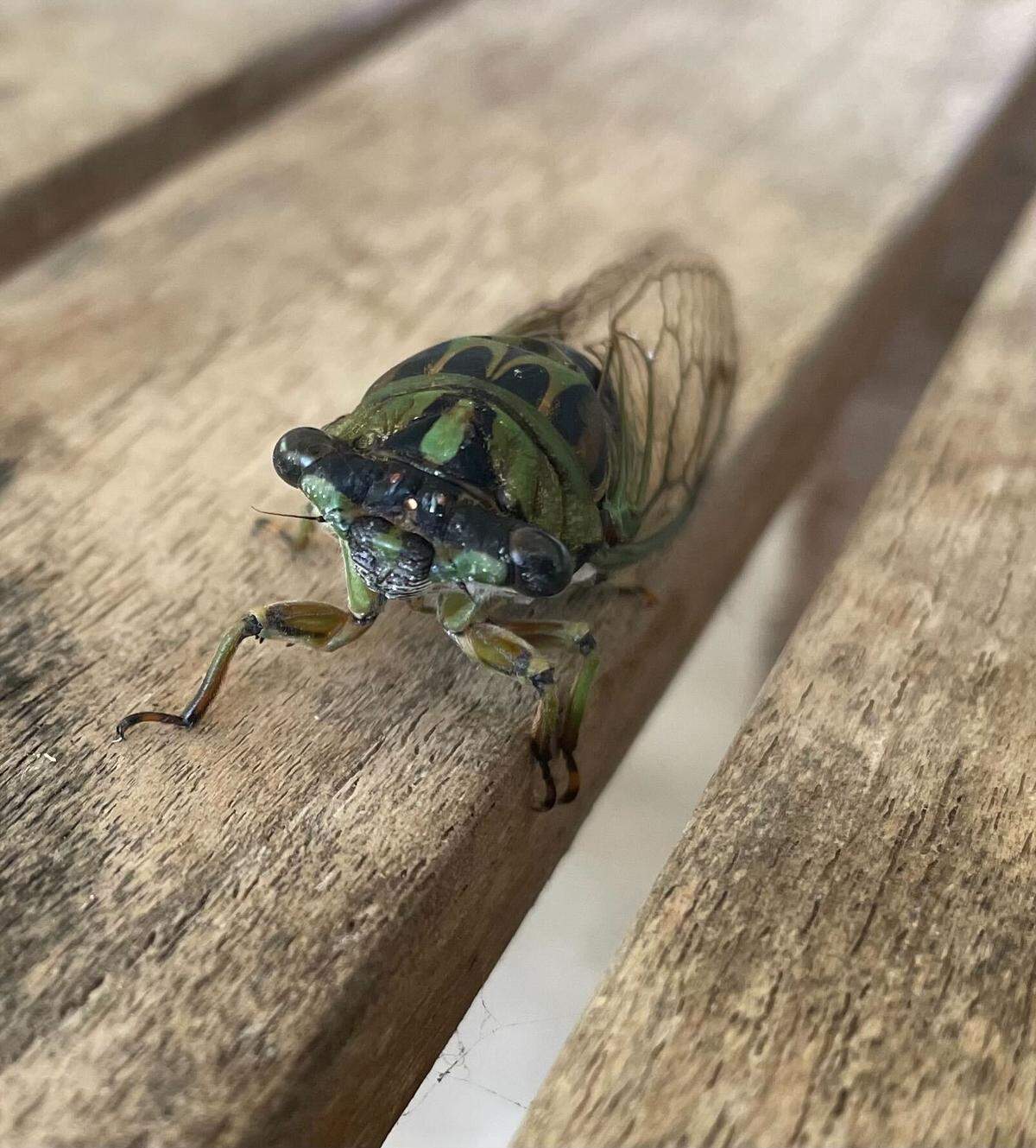 An annual cicada photographed on the portico at Gross Hall at Duke University in Durham, North Carolina.