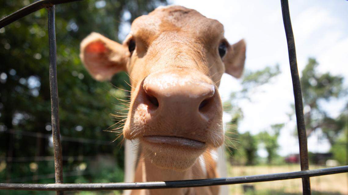 A calf stands in the sun on a North Carolina farm in this June 16, 2023 photo.