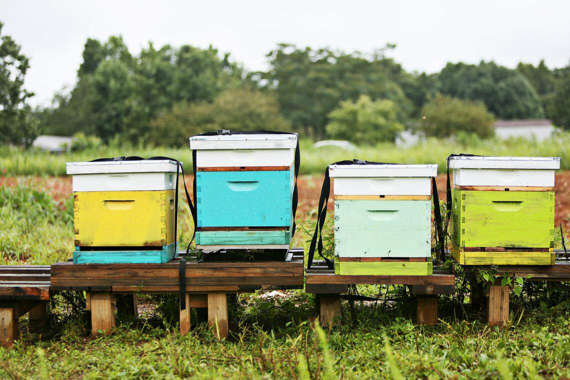 One of SankofaÕs new enterprises is honey bees with several brightly colored wooden hives.