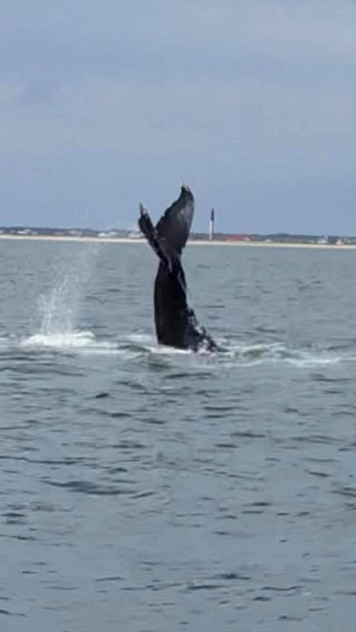 The group of boaters saw the whale slap its tail while on the water Tuesday.