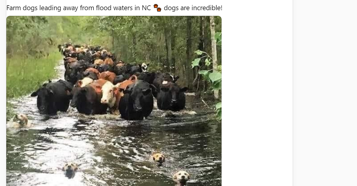 An image shared widely after Hurricane Helene on X, Threads and Gab shows a herd of cows following dogs swimming through a river.