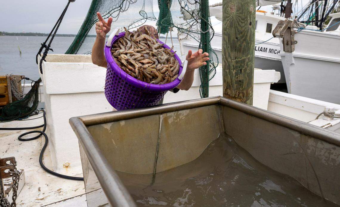 Daniel Davis pours a bucket of brown shrimp into a metal vat at his family’s fish house in Sneads Ferry.