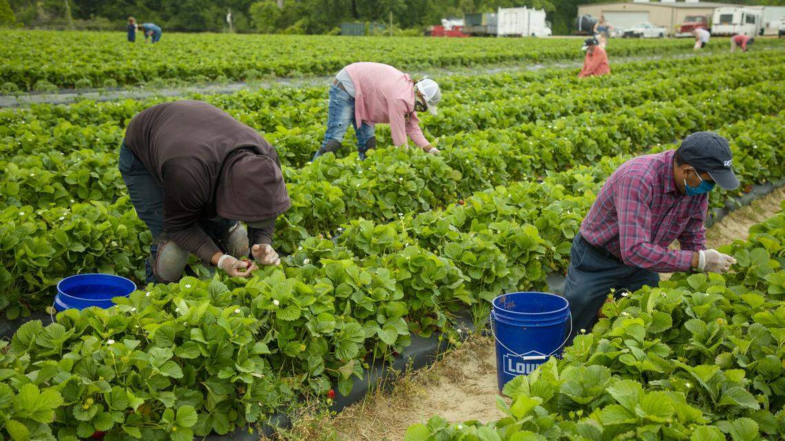 Seasonal farm workers pick strawberries in Raleigh. Only four states requested more H-2A visas than North Carolina in recent years.