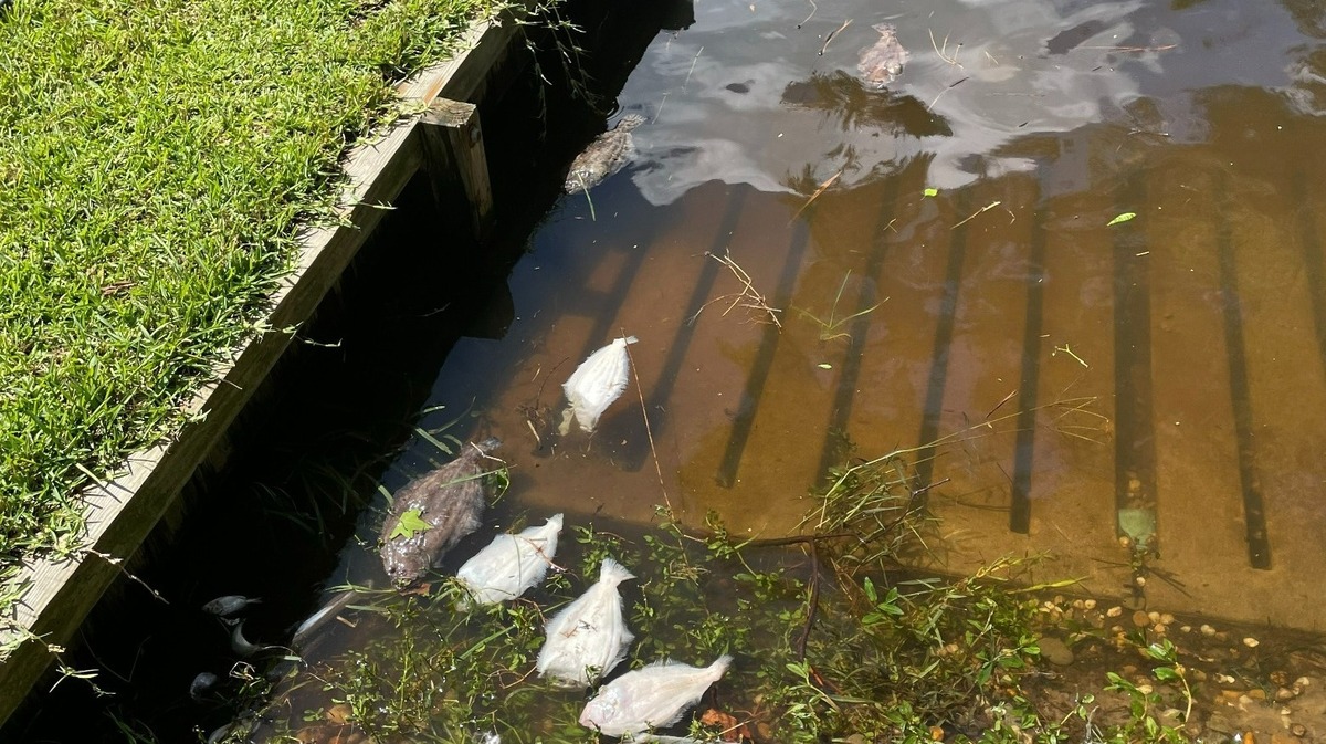 Rocky Carter, a Bridgerton resident, sent the N.C. Department of Environmental Quality this photo of dead flounder, croaker and pin fish washed ashore on his property line on September 6. DEQ is investigating the fish kill in the Neuse River around New Bern and said hot, drier than normal conditions could be contributing.