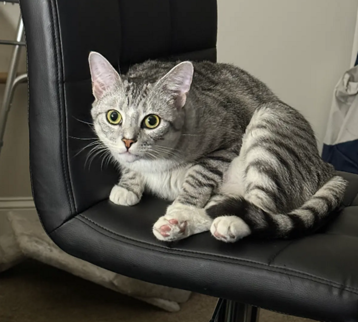 Knuckles, one of the finalists in the News & Observer’s cutest cat contest.