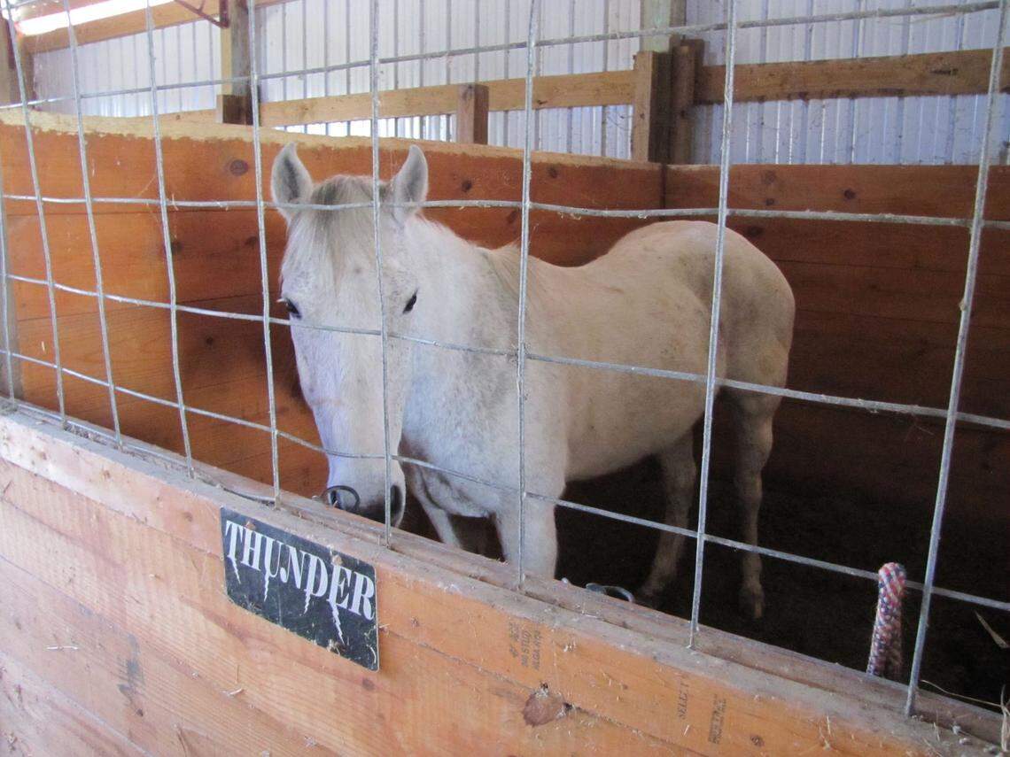 Thunder sits in his stall the morning after someone cut off his tail. Anyone with information is asked to contact Sgt. Powers with the Camden County Sheriff’s Office. Tips can remain anonymous.