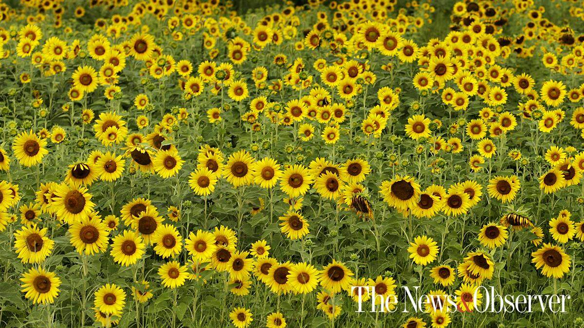 A field of sunflowers in Fair Bluff, N.C.