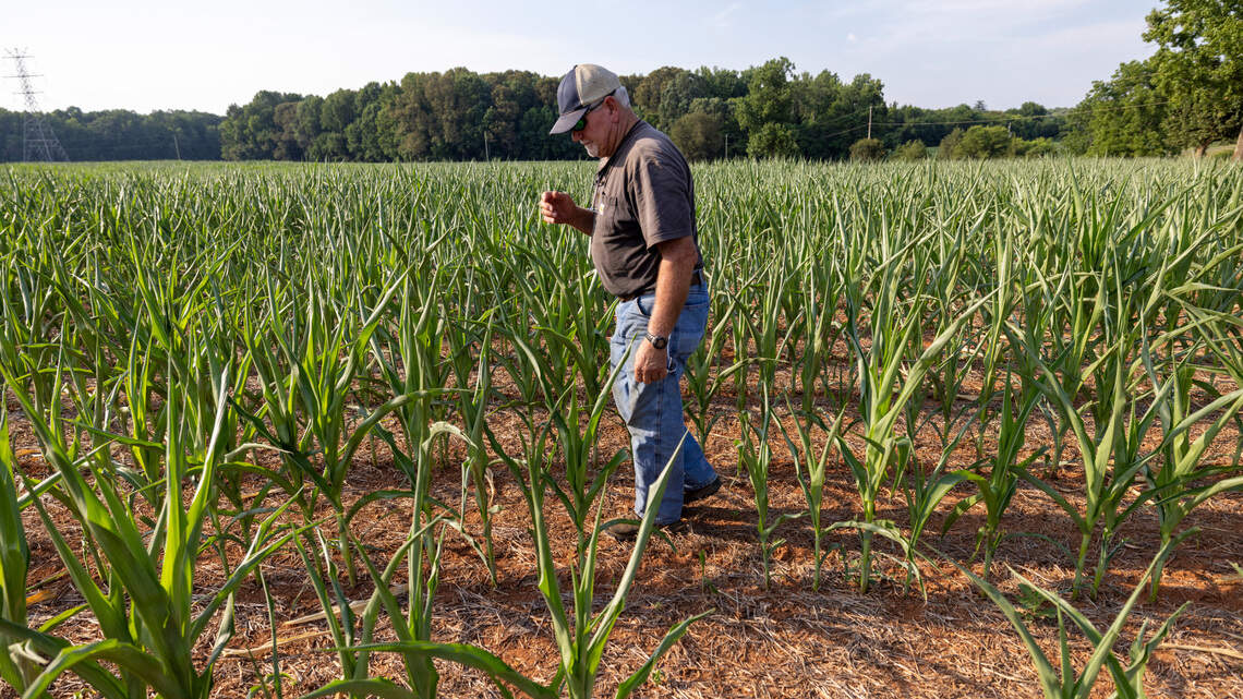 As Trump ignores climate change, weather extremes take a rising toll on NC farming | Opinion