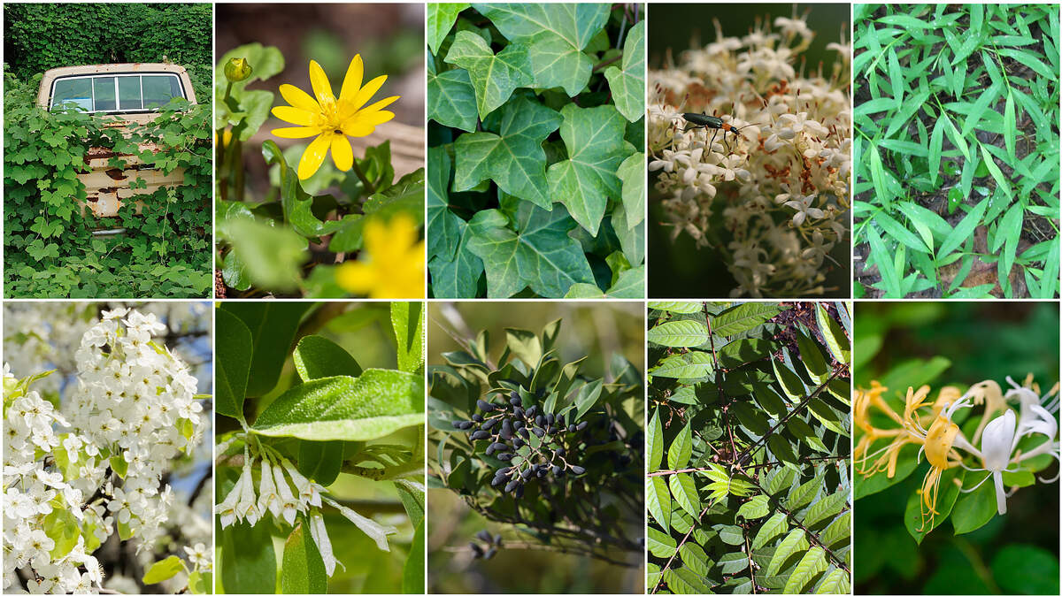 Do you have invasive plants in your yard? (Video) | Raleigh News & Observer