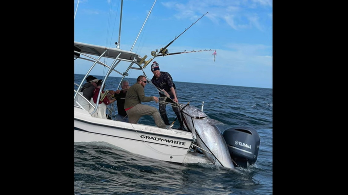 A father and son from Virginia are being credited with unofficially besting the state’s bluefin tuna record, with a “monster” catch estimated at 1,000 pounds.