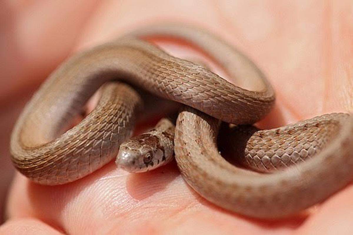 Adult brown (or dekay) snake. At full grown, they are about a foot long.