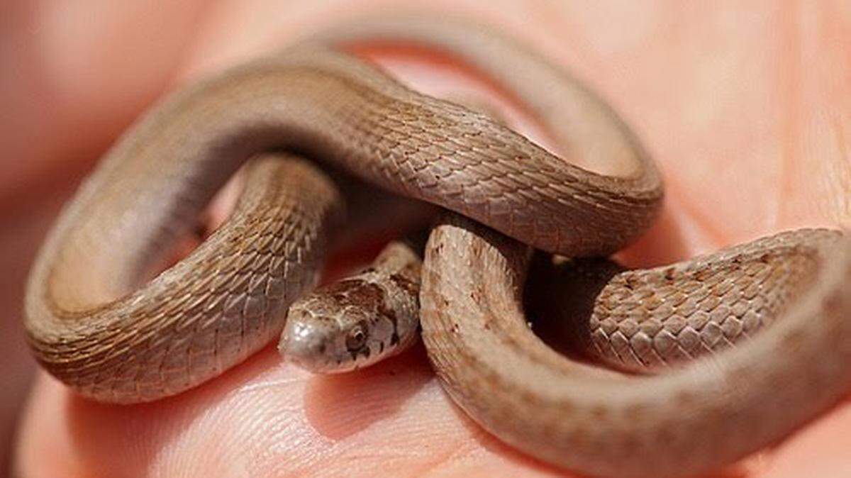 Is that a copperhead? No, it’s more likely one of these non-venomous NC snakes