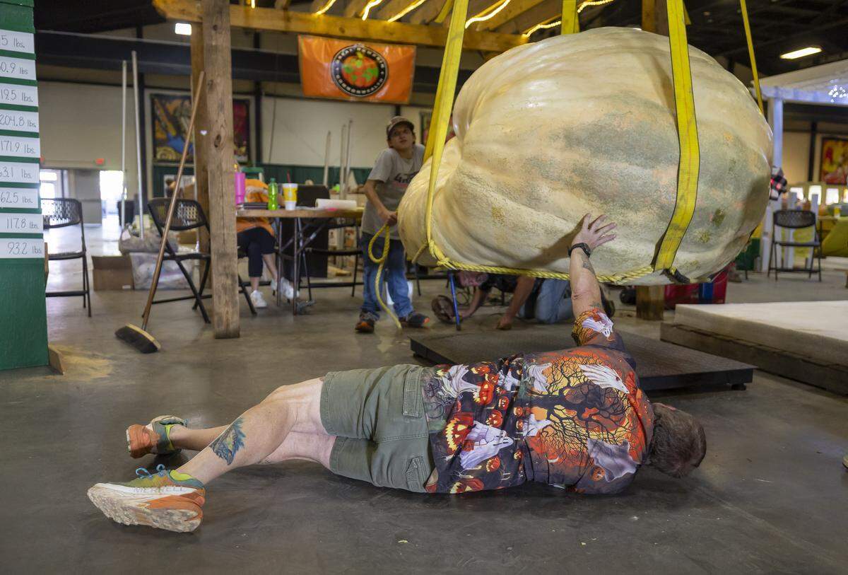 Mark Rollins inspects the bottom of a giant pumpkin grown by Albert Rodebaugh, as it is lowered onto a scale to be weighed in the 2025 competition.  