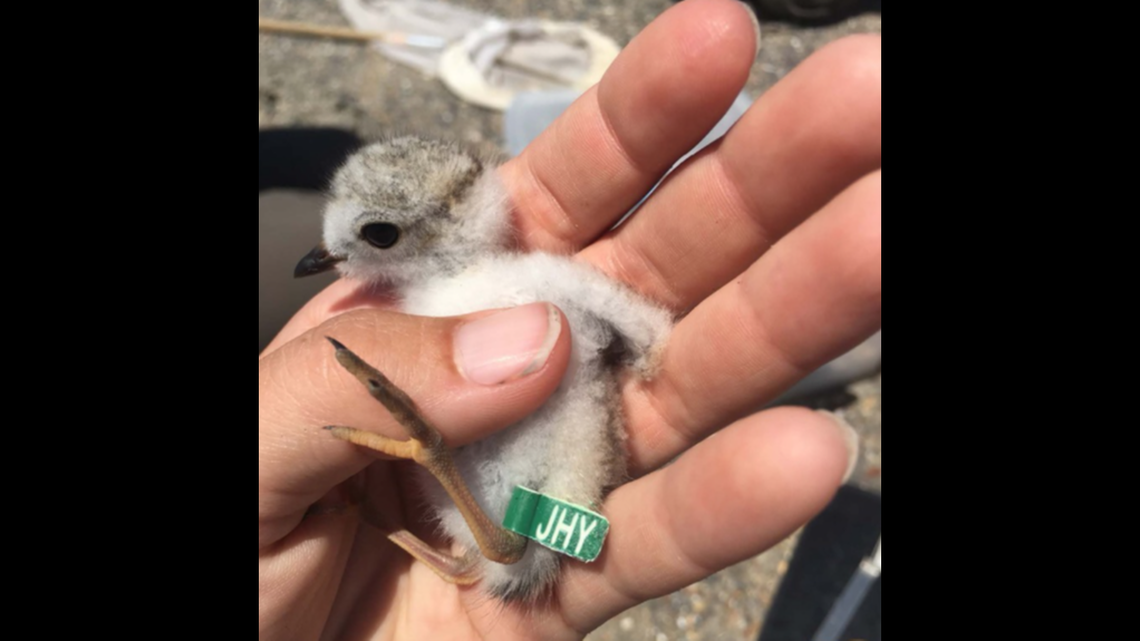 This piping plover was banded in 2019 as a chick at Cape Lookout National Seashore. It returned to the beach last week to nest, officials say.