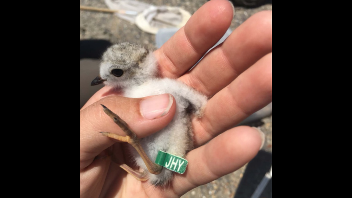 This piping plover was banded in 2019 as a chick at Cape Lookout National Seashore. It returned to the beach last week to nest, officials say.