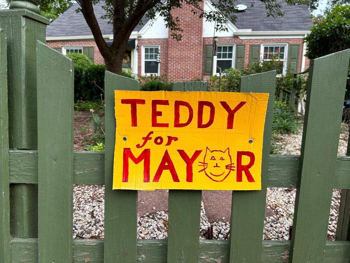 Neighbors on Mayview Road began supporting local cat Teddy for Raleigh mayor given his friendly disposition toward everyone, even dogs.