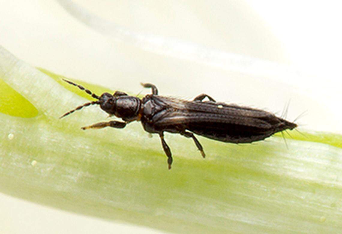 Thrips