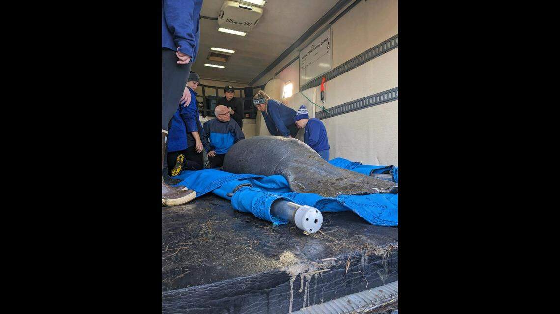 The rescuers trapped the manatee in a net and pulled it ashore to a transport truck. It was taken to SeaWorld Orlando for medical care.