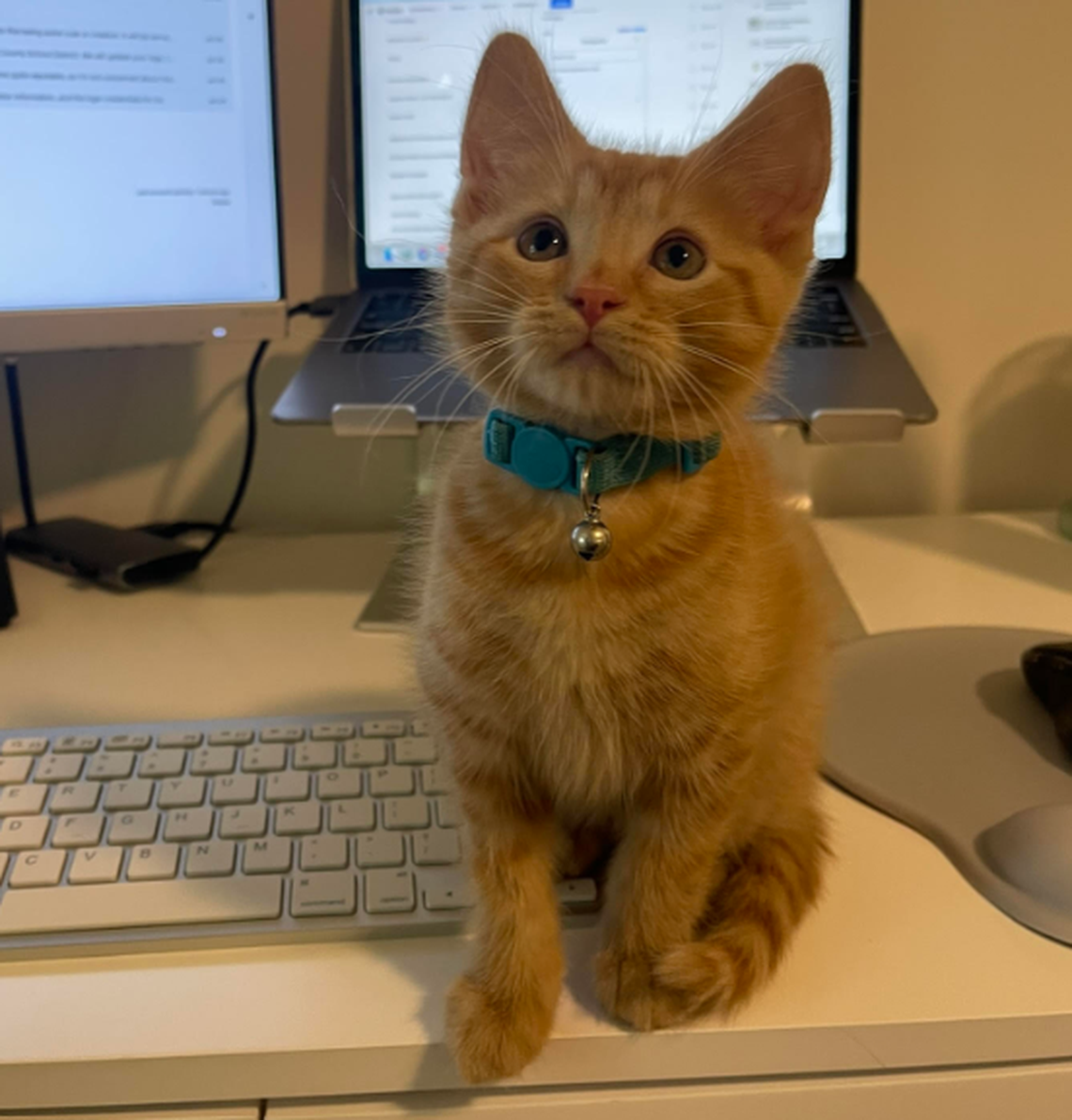 Mahi, one of the finalists in the News & Observer’s cutest cat contest.
