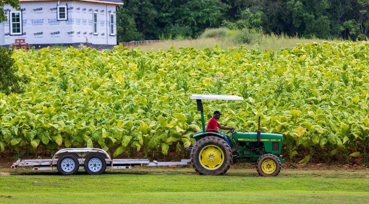 Tom Savage maneuvers his tractor across his property, adjacent to a neighbor’s tobacco field, on Thursday, September 8, 2022 at Allied Organic Farms in Hurdle Mills, N.C.