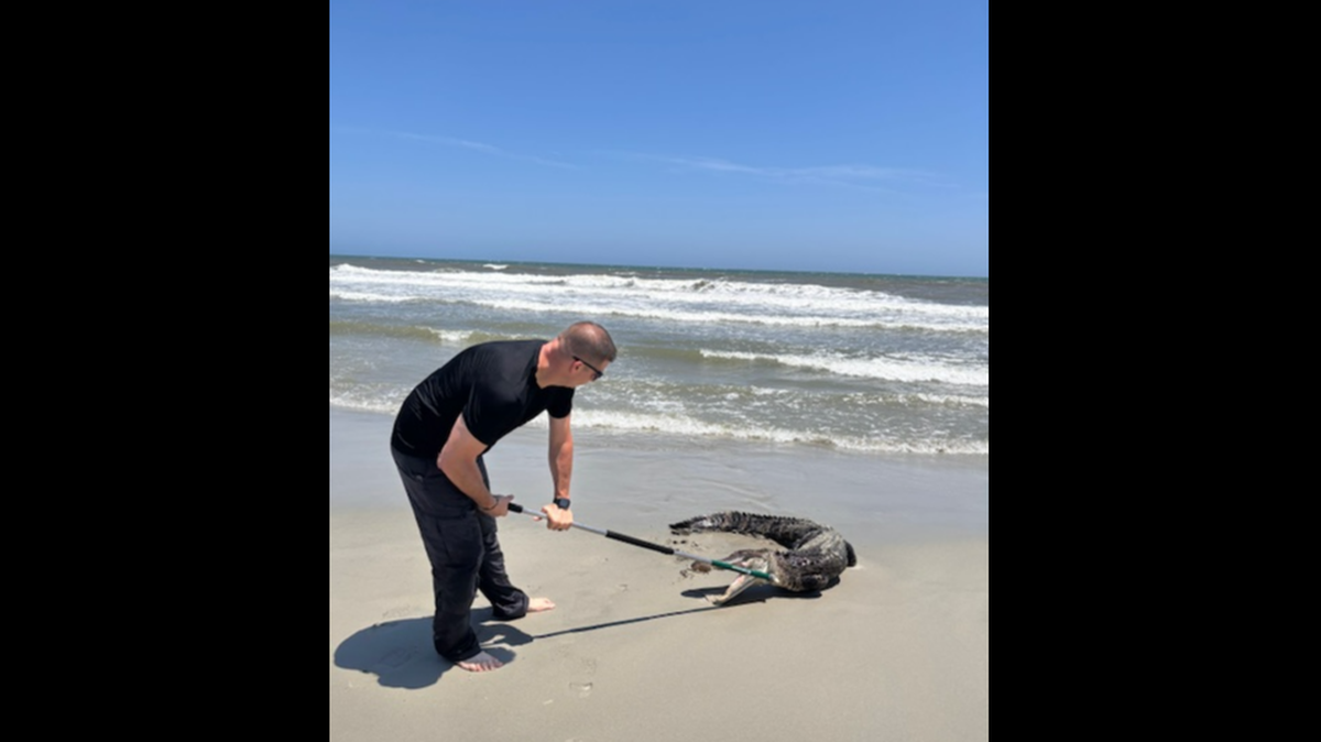 The alligator crawled out of the Atlantic Ocean on June 19 at Sunset Beach in North Carolina and ended up in a tug-of-war with Sergeant Brannon Gray, photos show.