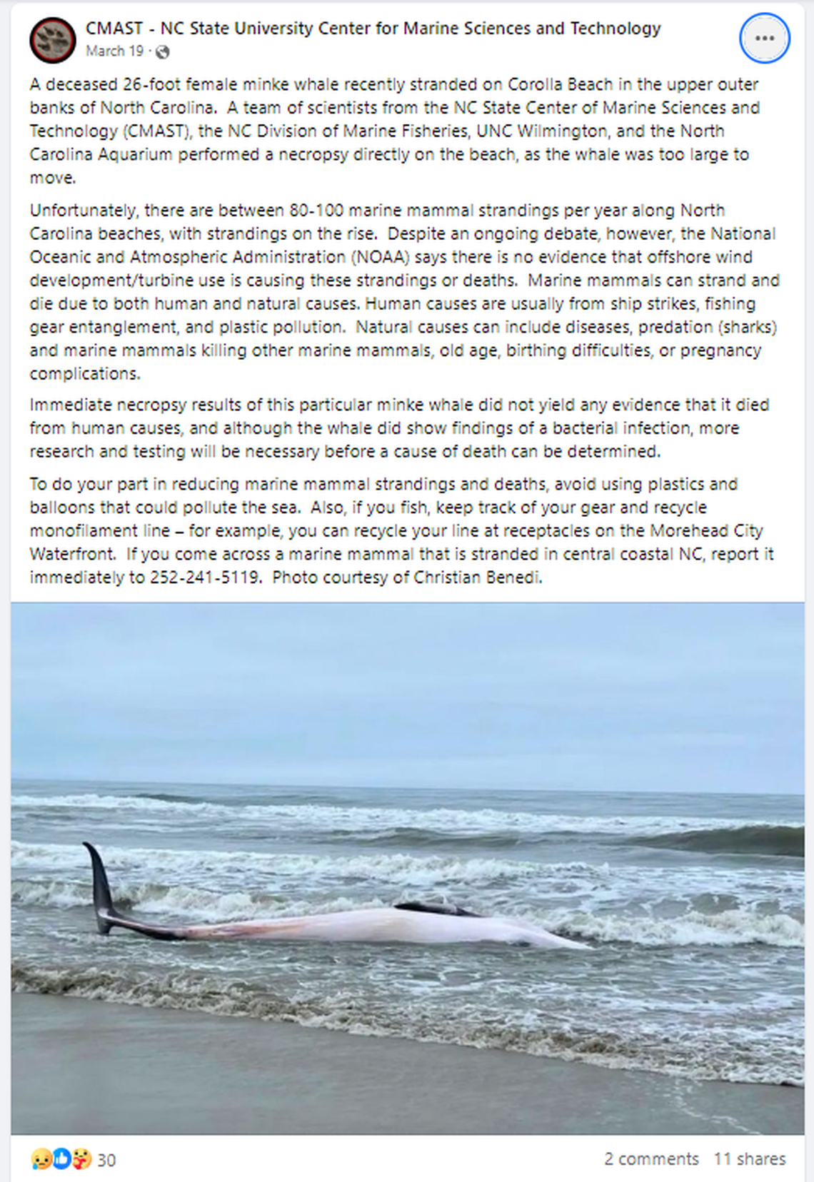 N.C. State University’s Center for Marine Sciences and Technology posted on Facebook in March about a minke whale found stranded at Corolla Beach. Mnkes and humpbacks have been dying in high numbers for the past several years.