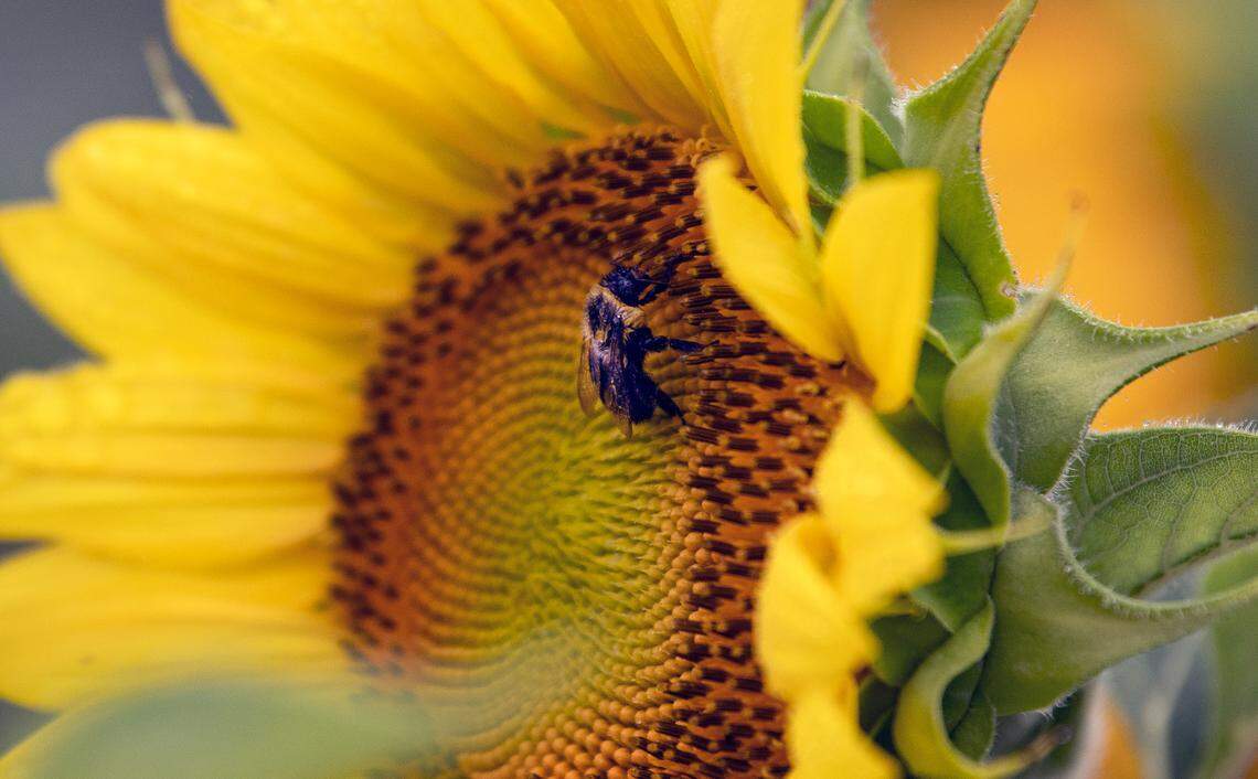 A bee works its way across the bloom of one of the thousands of sunflowers blooming at Raleigh’s Dorothea Dix Park, Sunday, July 10, 2022.
