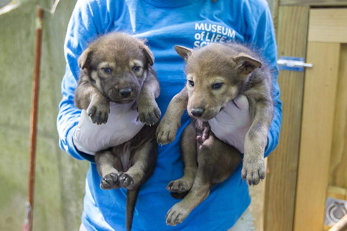 Red wolves Eno and Ellerbe were born at Durham’s Museum of Life and Science in 2018. In October, they were sent to the Red Wolf Center in Columbia, N.C. to help rebuild the species population.