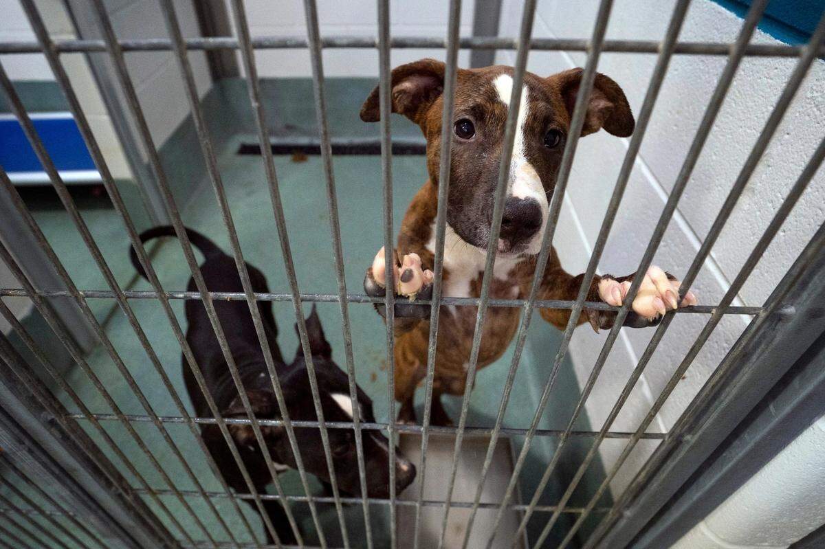Two younger puppies at the Wake County Animal Center in Raleigh, N.C. on Wednesday, June 22, 2022. As shelters nationwide work to keep euthanasia rates down, attendees of the 2022 Best Friends National Conference gathered in Raleigh to swap strategies. The group’s goal is to end space-based euthanasia by 2025.