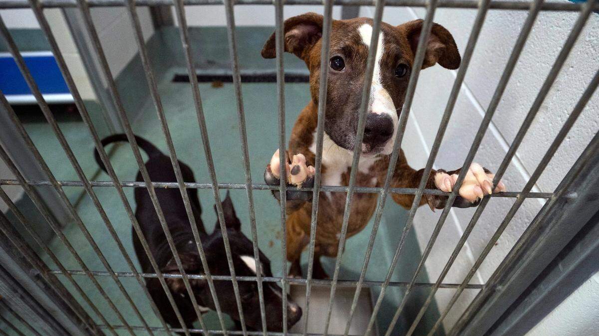 Two younger puppies at the Wake County Animal Center in Raleigh, N.C. on Wednesday, June 22, 2022. As shelters nationwide work to keep euthanasia rates down, attendees of the 2022 Best Friends National Conference gathered in Raleigh to swap strategies. The group’s goal is to end space-based euthanasia by 2025.