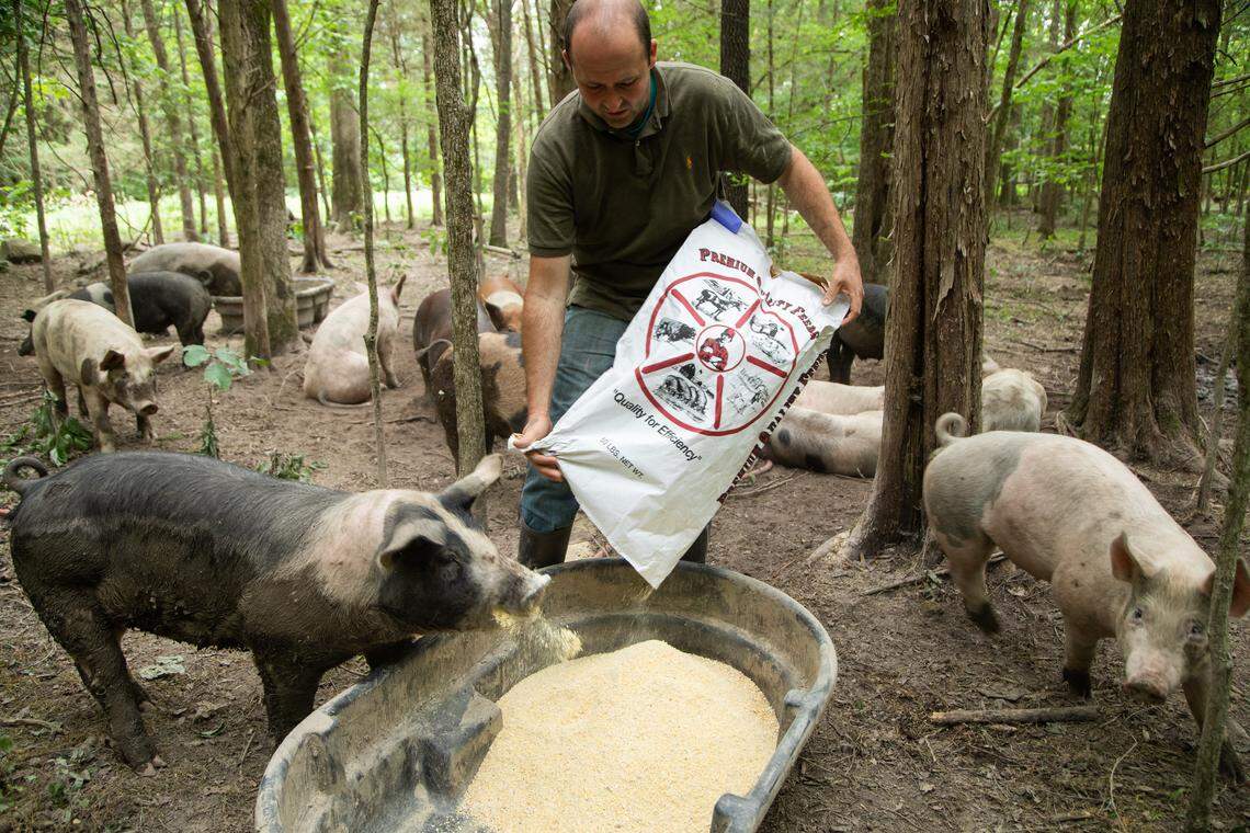 Ben Grimes, a small farmer who sells about 50 pigs per year to individuals and farmers markets, feeds his pigs Wednesday, May 22, 2019 at his farm in Hurdle Mills. The pigs aren’t contained in a barn, rather they roam a small portion of his property, and they don’t have many interactions with outsiders.