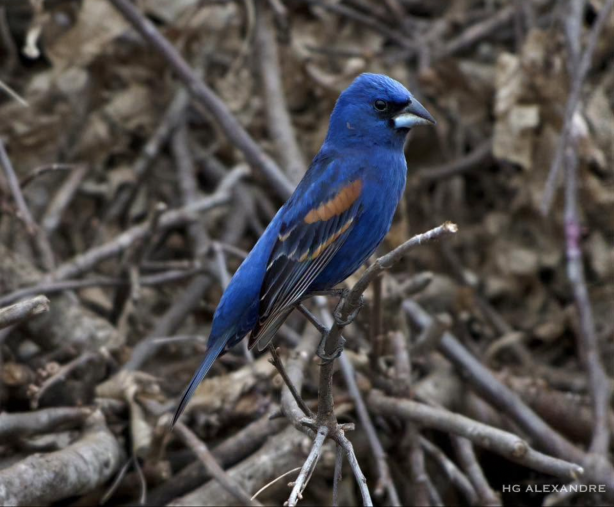 An indigo bunting on the brush pile on Tuesday, June 16.