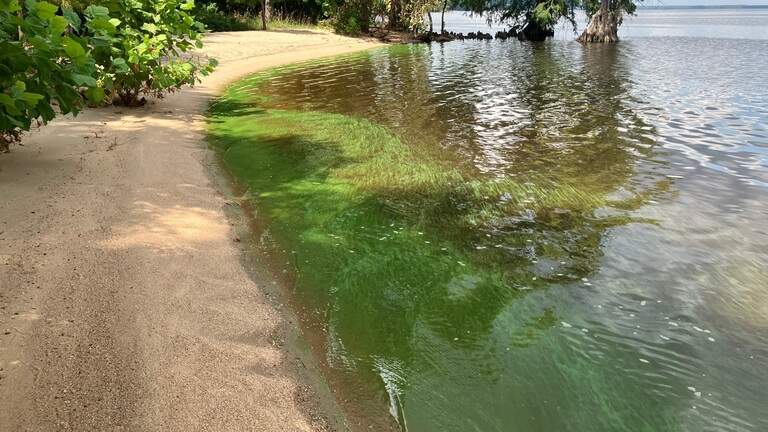 Conditions are right for algal blooms harmful to humans and pets, state says