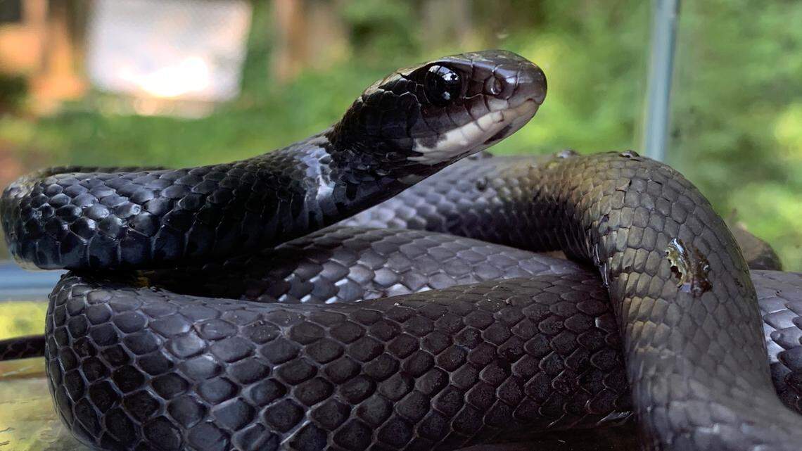 Adult Black Racer snake.