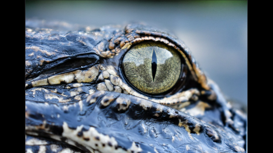 Pesky alligators prompt order for US Marines to stay out of North Carolina river