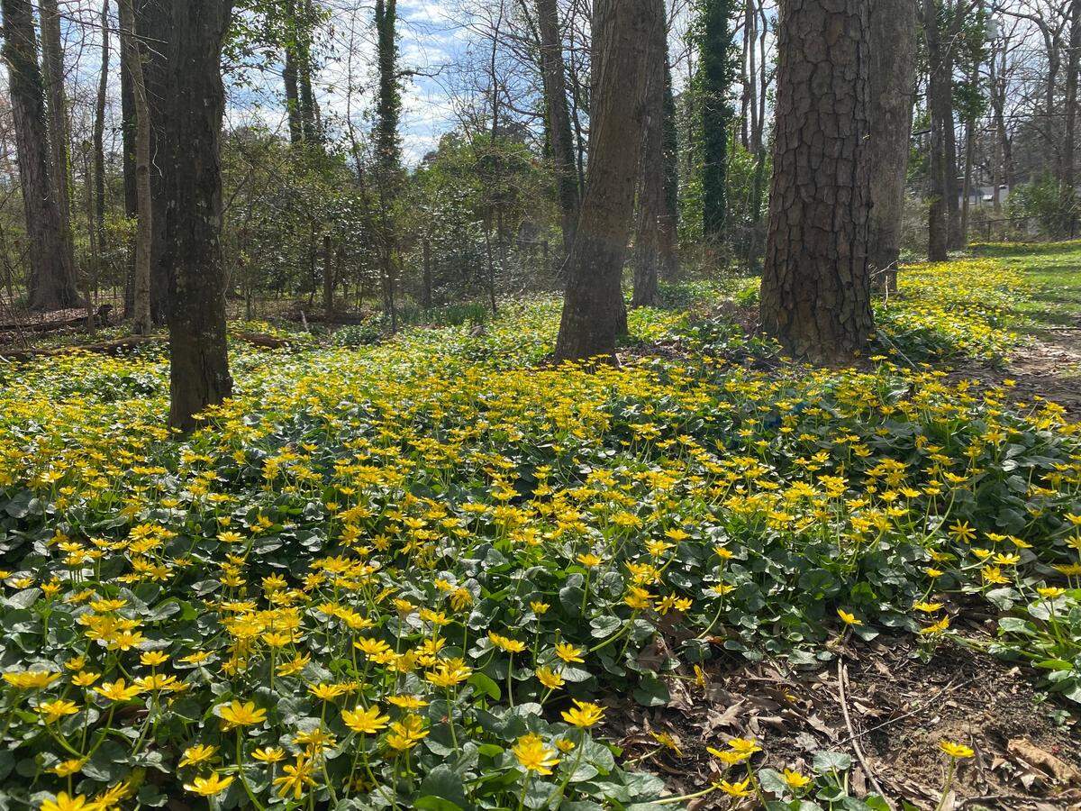 Fig buttercup