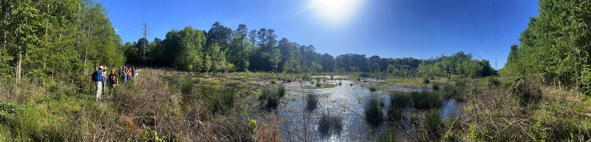 A panoramic view of the beaver pond along Ellerbe Creek in Durham that is home a thriving population of great blue herons and egrets.