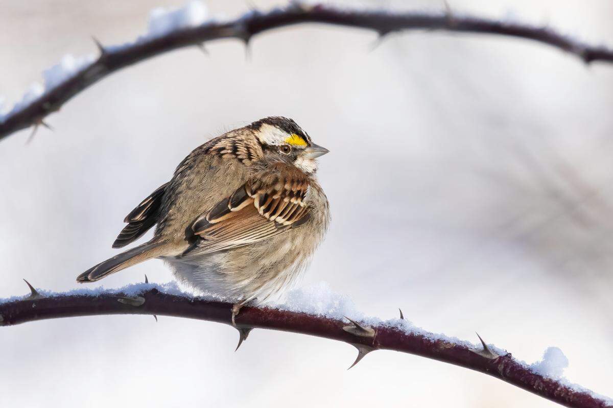 A white-throated sparrow is seen in this file photo.