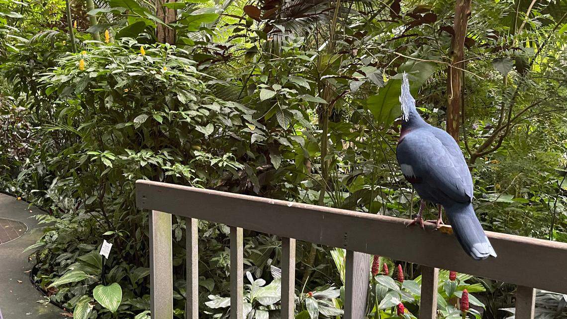 The N.C. Zoo announced Thursday, April 21, 2022, that the R.J. Reynolds Forest Aviary, seen in this Oct. 2021 file photo, will be permanently closed. The aviary was a glass-domed habitat for 93 free-flying birds of 33 species, along with more than 2,000 plants of 450 species.