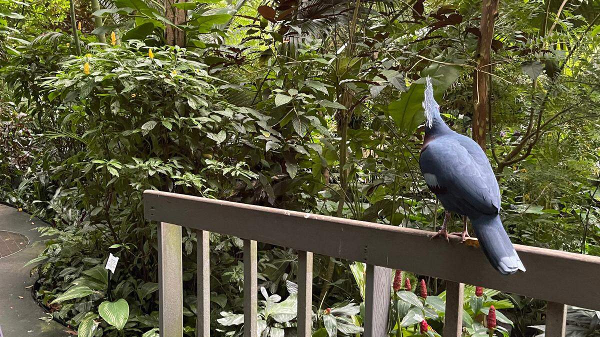 The N.C. Zoo announced Thursday, April 21, 2022, that the R.J. Reynolds Forest Aviary, seen in this Oct. 2021 file photo, will be permanently closed. The aviary was a glass-domed habitat for 93 free-flying birds of 33 species, along with more than 2,000 plants of 450 species.