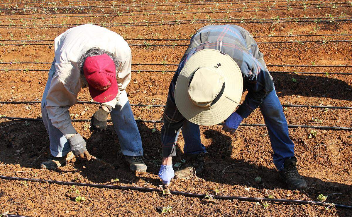 Volunteers Blair Pollock of Orange County and Jon Legakes of Fearrington Village plant lettuce seedlings at a new farm site on Old N.C. 86 on Friday, Sept, 5, 2025. Produce from the farm, being leased from Orange County, will be harvested and delivered the same day to Table Ministries, a nonprofit feeding children in the county.