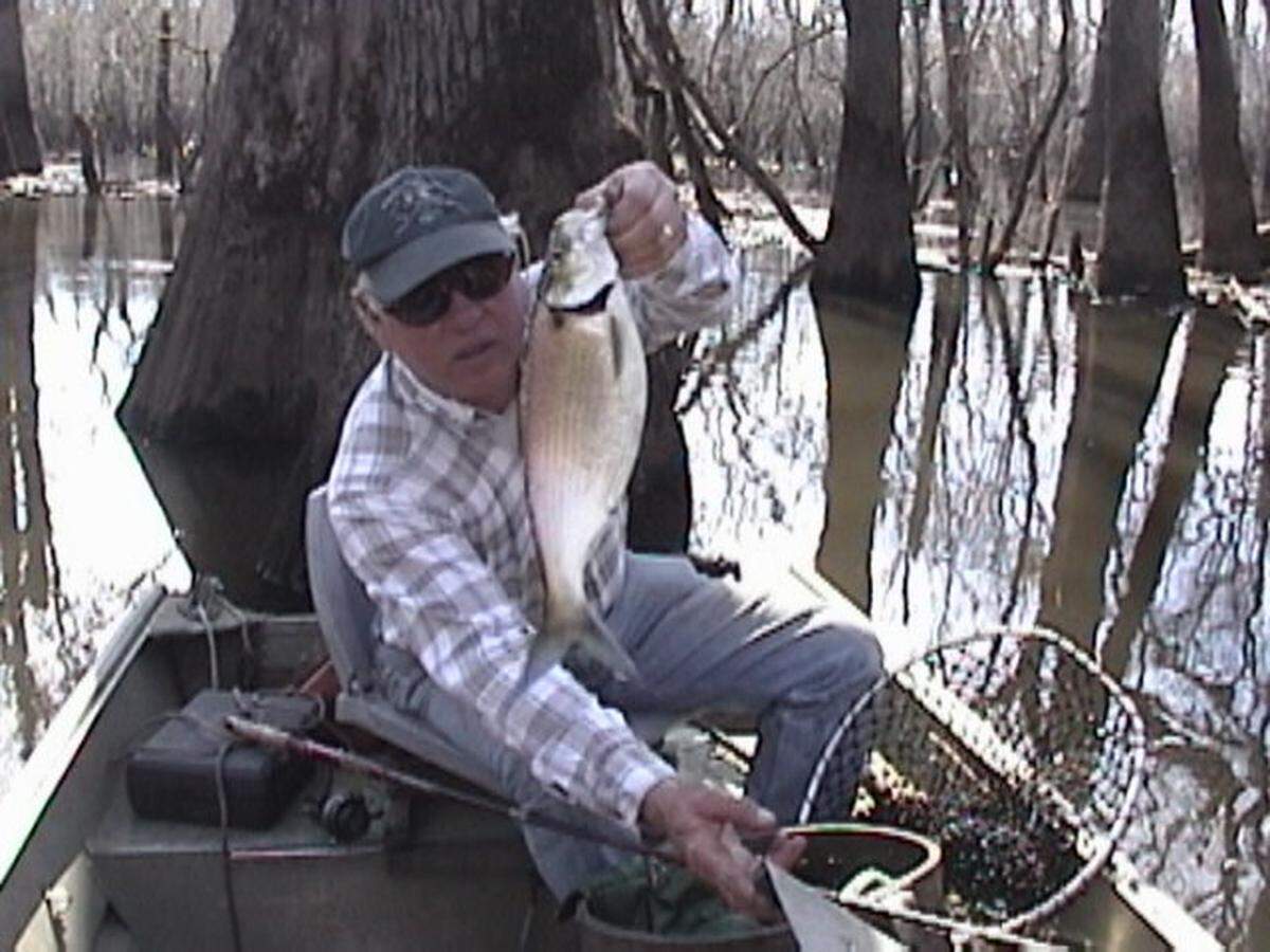 Gene Huntsman with nice shad caught on a tributary of the Neuse. These are running in the pound and half  size.  We were using both fly rod and spinning.  Much more successful with spinning although I findthe fly much more exciting and satisfying.  We quit before reaching our limit,  having enough to create a good supply of pickled shad.   Later my wife and I celebrated at Jamesville on theRoanoke the Cypress Grill feasting on herring.  Try it sometime.  They close about the 25 of this month.  Their pecan pie is excellent . BOB SIMPSON/FOR THE NEWS AND OBSERVER