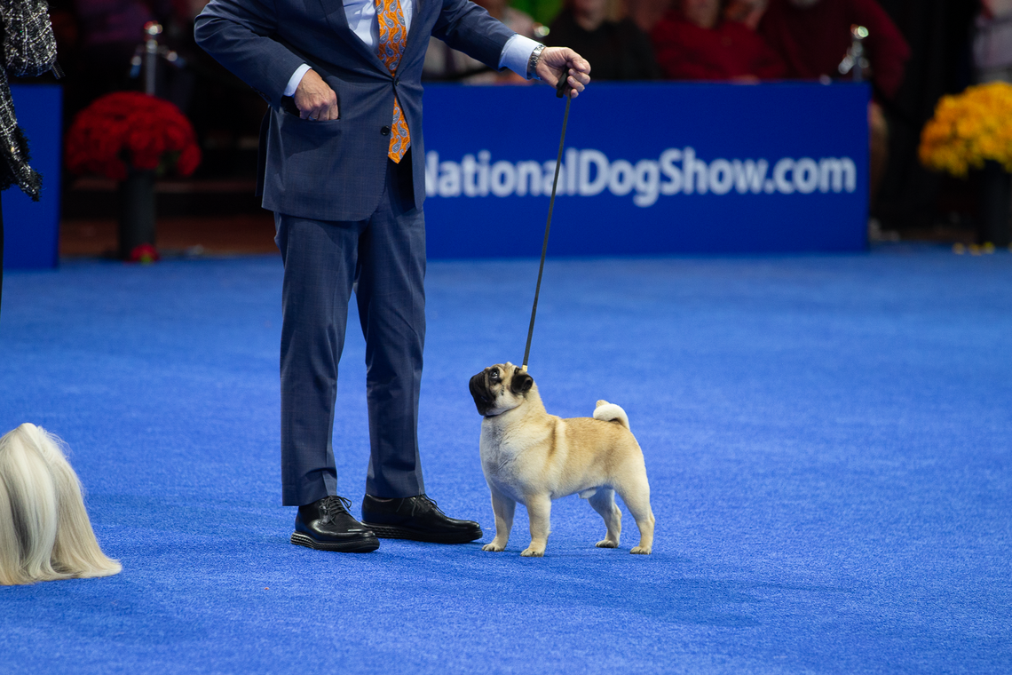Vito struts his stuff in the ‘Best in Show’ ring.