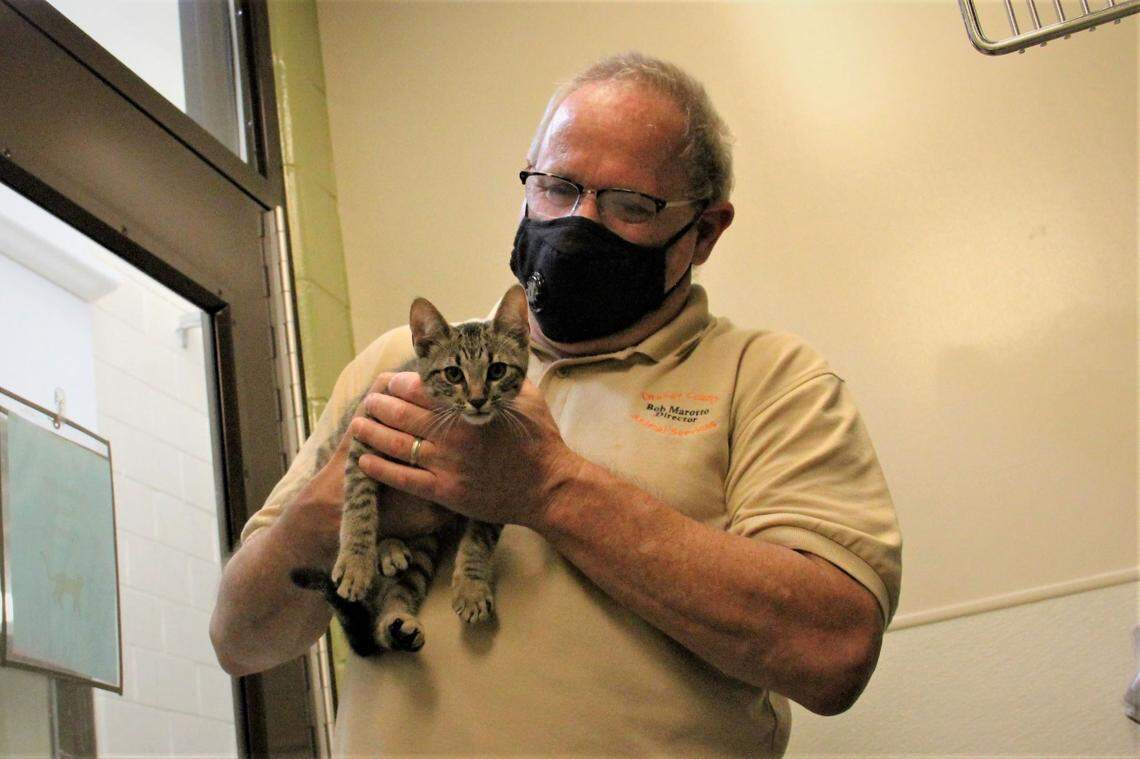 Bob Marotto, Orange County Animal Services director, holds a 3-month-old kitten at the animal shelter in Chapel Hill on June 11, 2020.