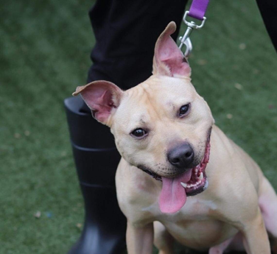 Brad is one of eight pit bulls seized during an Orange County dogfighting investigation in March 2018 that was deemed adoptable and has found a new home.
