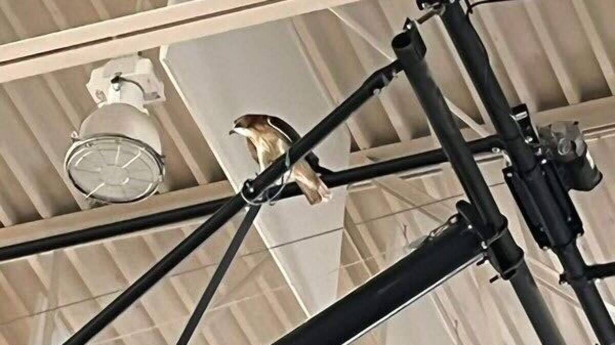 Henry the Hawk was visiting Raleigh’s Moore Square Magnet Middle School this week when he got loose and took refuge in the gym’s rafters. He came down, after a few days, for a meal.