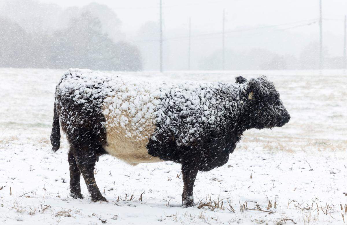 One of the Belted Galloway herd at Fearrington Village in Chatham County is covered with snow as a winter storm moves through North Carolina on Wednesday, February 19, 2025.