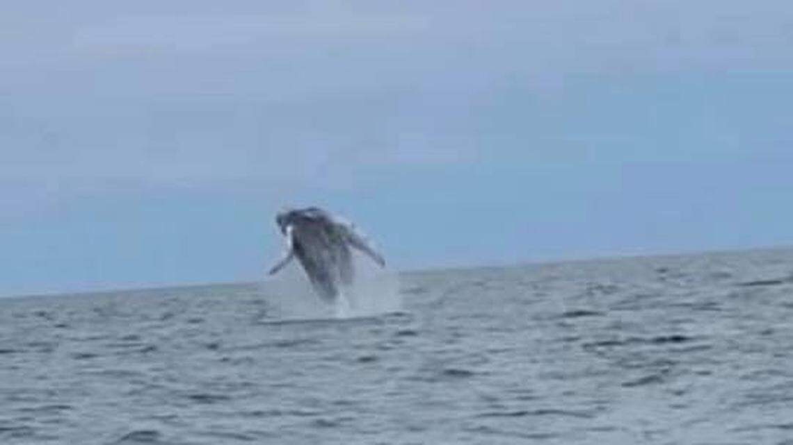 A humpback whale jumps out of the water off the coast of North Carolina. Kevin Hennessey said he spotted it last week while teaching a boating course.